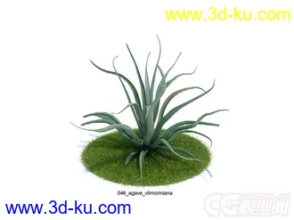 agave_vilmoriniana龙舌兰花草模型的图片