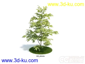 albizzia合欢树，植物树木模型的图片