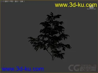 albizzia合欢树，植物树木模型的图片