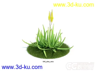 aloe_vera芦荟模型的图片