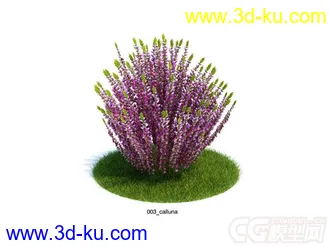 Calluna帚石楠，苏格兰石楠花模型的图片