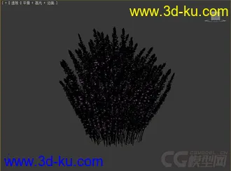 Calluna帚石楠，苏格兰石楠花模型的图片