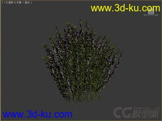 Calluna帚石楠，苏格兰石楠花模型的图片