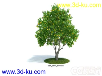 citrus_sinensis甜橙树模型的图片
