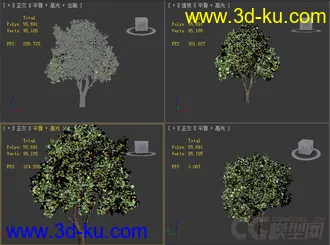 citrus_sinensis甜橙树模型的图片