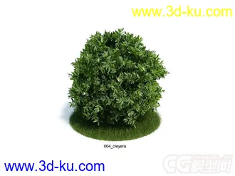 cleyera小乔木或灌木模型的图片