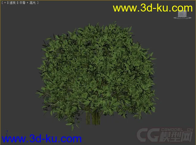 cleyera小乔木或灌木模型的图片2