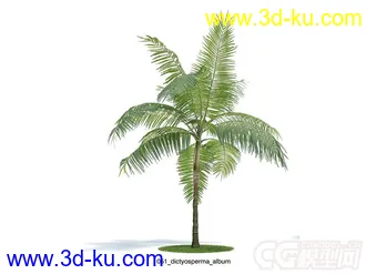 dictyosperma_album网实椰模型的图片