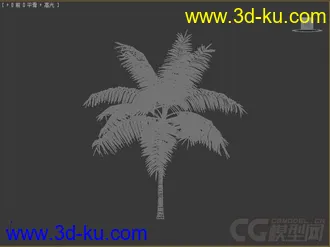 dictyosperma_album网实椰模型的图片