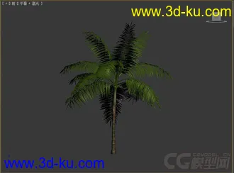 dictyosperma_album网实椰模型的图片