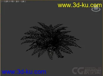 dusty_miller耳状报春花模型的图片