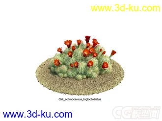 echinocereus_triglochidiatus刺仙人柱模型的图片