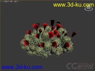 echinocereus_triglochidiatus刺仙人柱模型的图片