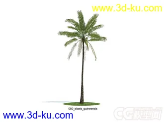 elaeis_guineensis油棕;非洲油棕树模型的图片