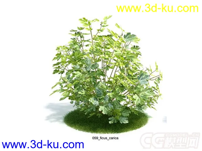 ficus_carica无花果植物模型的图片1