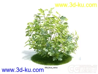 ficus_carica无花果植物模型的图片