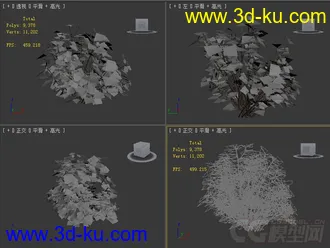 ficus_carica无花果植物模型的图片