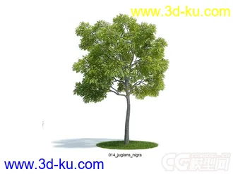 juglans_nigra美国黑核桃树模型的图片