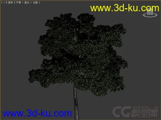 juglans_nigra美国黑核桃树模型的图片