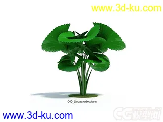 Licuala orbicularis棕榈树模型的图片