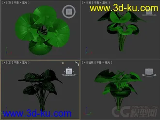 Licuala orbicularis棕榈树模型的图片