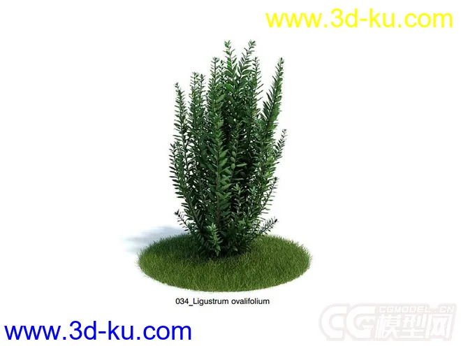 Ligustrum ovalifolium斑叶女贞模型，总梗女贞模型的图片1