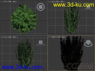 Ligustrum ovalifolium斑叶女贞模型，总梗女贞模型的图片
