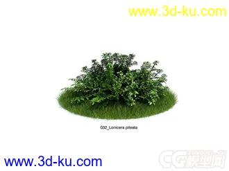Lonicera pileata常绿或半常绿灌木模型的图片