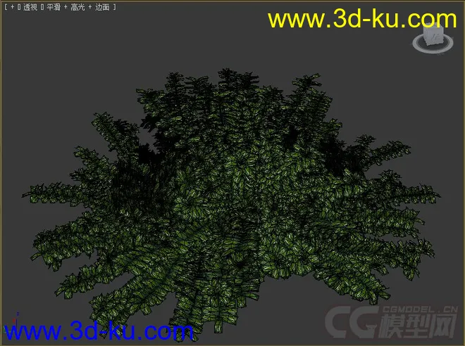 Lonicera pileata常绿或半常绿灌木模型的图片2