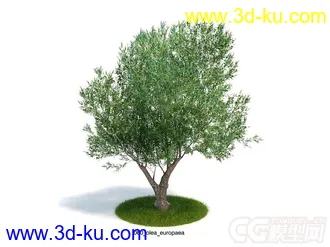 olea_europaea 橄榄树模型的图片