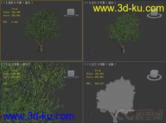 olea_europaea 橄榄树模型的图片