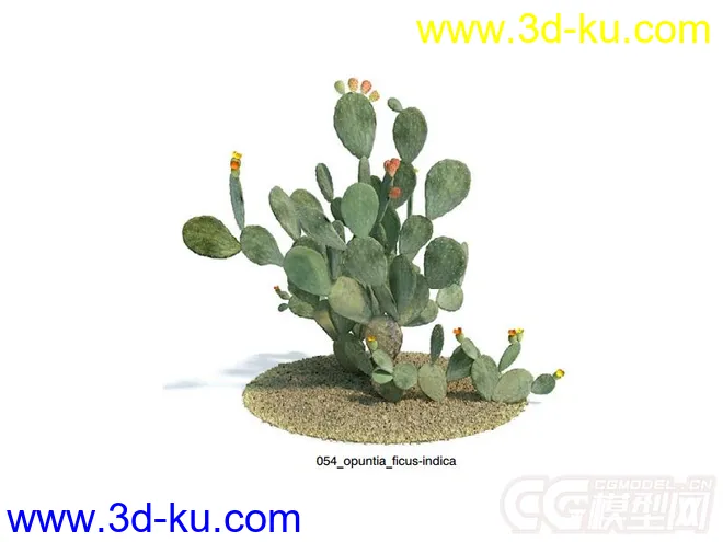 opuntia_ficus-indica仙人掌果模型的图片1