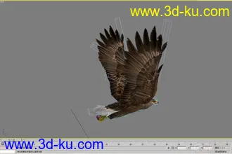 3D打印模型老鹰--- 写实逼真带各种动作的图片