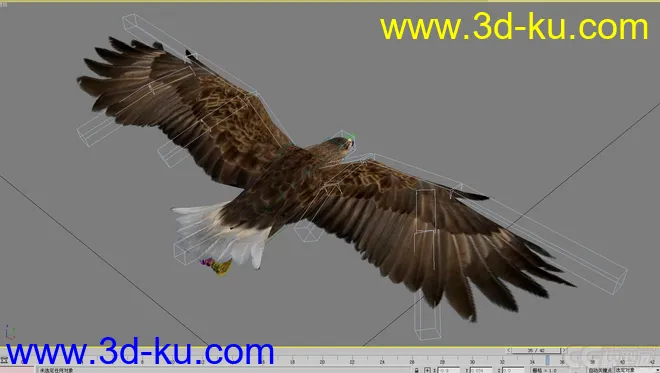 老鹰--- 写实逼真带各种动作模型的图片8