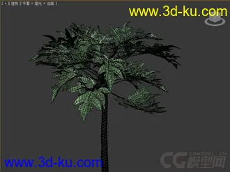 papaya番木瓜树模型的图片