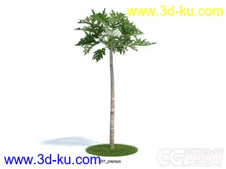papaya番木瓜树模型的图片