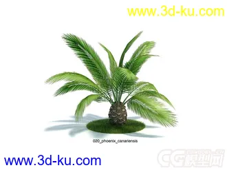 phoenix_canariensis加拿利海枣模型的图片