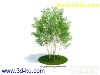 phyllostachys aureosulcata黄槽竹模型的图片