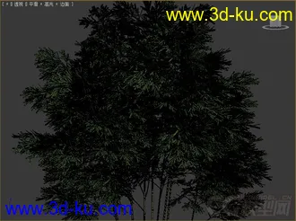 phyllostachys aureosulcata黄槽竹模型的图片