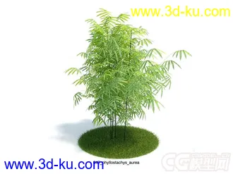 phyllostachys_aurea石绿竹模型的图片