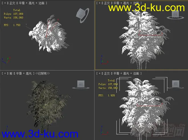 phyllostachys_aurea石绿竹模型的图片2