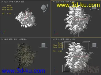 phyllostachys_aurea石绿竹模型的图片