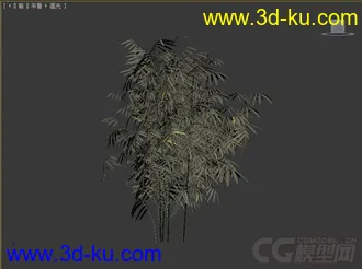 phyllostachys_aurea石绿竹模型的图片