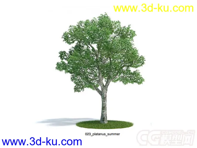 platanus summer夏悬铃木模型的图片1