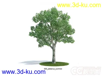 platanus summer夏悬铃木模型的图片