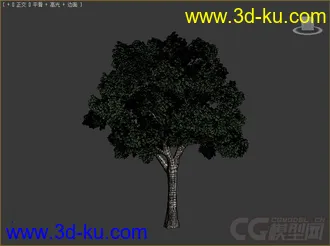 platanus summer夏悬铃木模型的图片