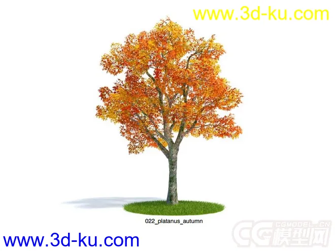 platanus_autumn悬铃木树模型的图片1
