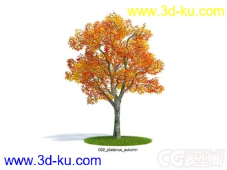 platanus_autumn悬铃木树模型的图片