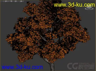 platanus_autumn悬铃木树模型的图片