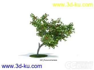 Prunus armeniaca杏树模型的图片